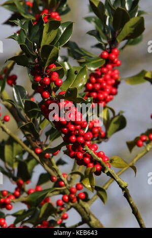Stechpalme Rote Beeren
