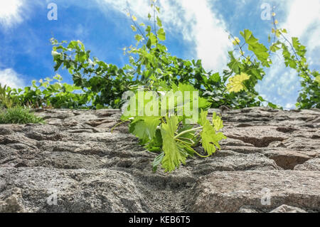 Reben wachsen entlang einer Wand aus Granit Wand von Trujillo, Downtown, Spanien. Low Angle View Stockfoto