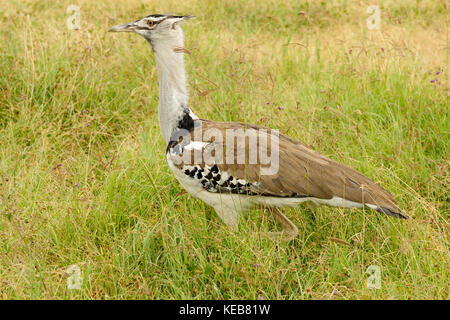 Wildlife kori auf der Safari in Afrika Stockfoto