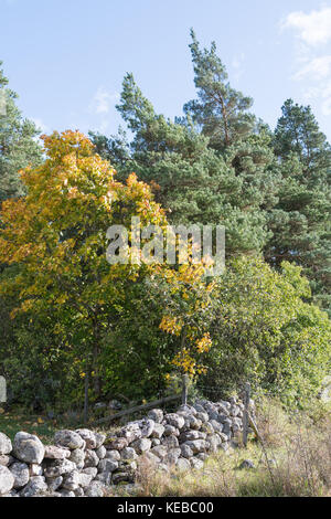 Ahorn im Herbst Farben von einer alten Steinmauer in einem grünen Wald Stockfoto