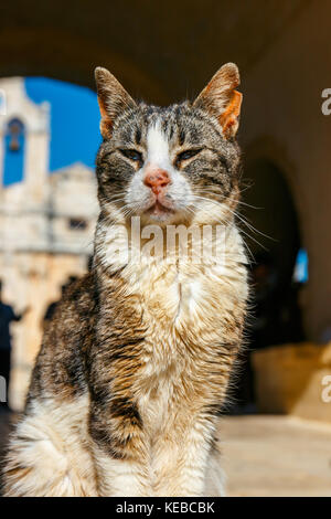 Katze sitzt auf dem Boden in einem Sommertag Stockfoto