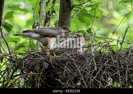 Sperber/Sperber (accipiter Nisus), männlich und weiblich, Paar, Paar, zusammen an ihrem Nest, Horst, Größe Unterschied, Wildlife, Europa. Stockfoto