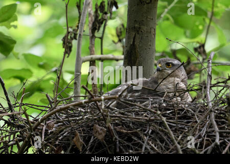 Sperber/Sperber (accipiter Nisus), erwachsene Frau am Nest, Nesting/Zucht/Bruteier/sammeln ihre Küken, aufmerksam beobachten, Tierwelt, Stockfoto