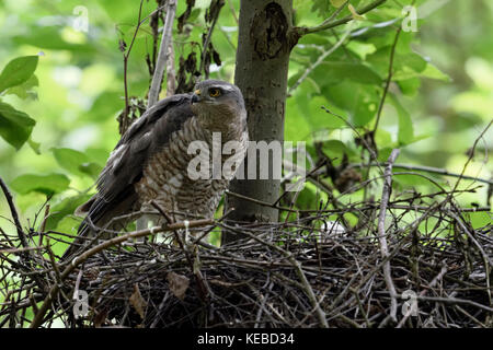 Sperber/Sperber (accipiter Nisus), erwachsene Frau am Rande von seinem Nest gehockt, Fürsorge für seine Küken, um zu beobachten, aufmerksam, die Tier- und Pflanzenwelt Stockfoto