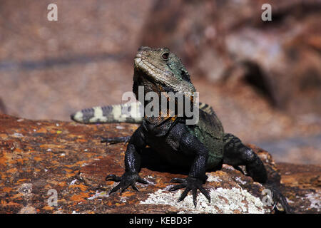 Gippsland Wasserdrache im Australian National Botanic Gardens, Canberra Stockfoto