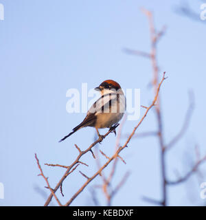 Männliche shrike Rotkopfwürger (lanius Senator) auf einem Zweig. Dieser Vogel brütet in Südeuropa, dem Nahen Osten und Nordwesten Afrikas, und die Winter in tropischen af Stockfoto