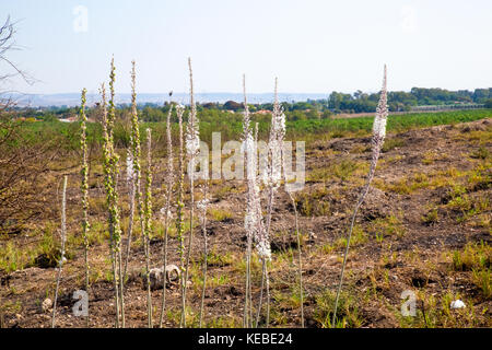 Blühender Meeressesch, (Drimia maritima). Fotografiert in Israel, Herbst Oktober Stockfoto