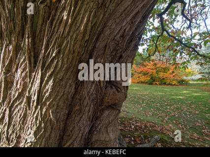 Herbst Farbe, Orange, Gelb, Rotbraun und goldenen Farbtönen von Laub - Fotos Stockfoto