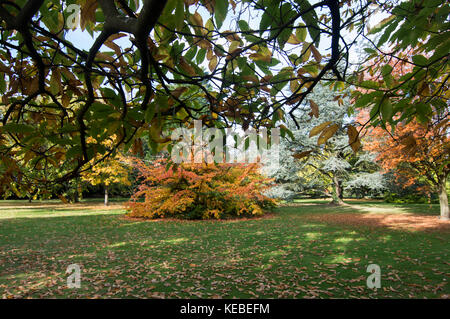 Flamme gefärbt, in herbstlichen Farben, Laub-Foto Stockfoto