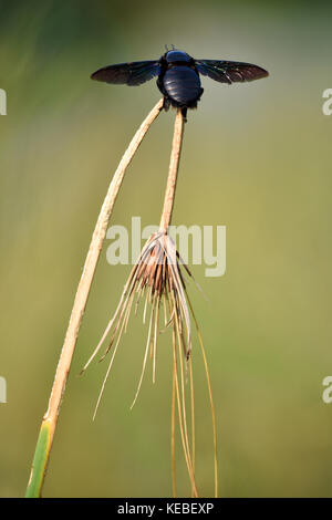 Holzbiene Stockfoto