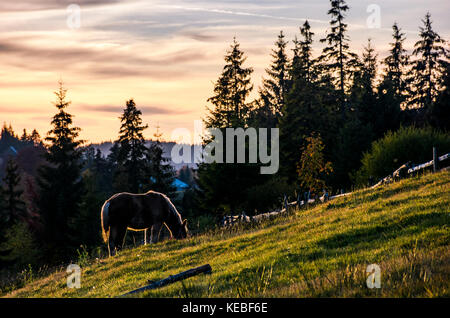 Einsames Pferd weiden auf grasigen Hang Wiese. Weide, nicht weit vom Dorf in der Nähe des Waldes in den Bergen Fichte bei Sonnenuntergang Stockfoto