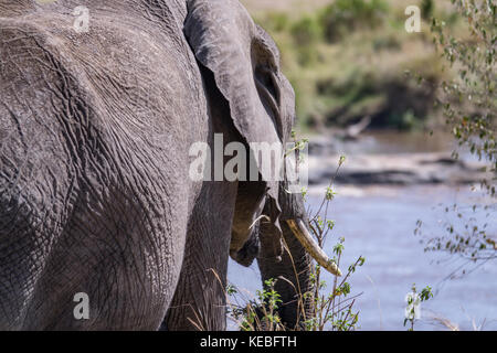 Große Elefantendame kauen Gras nach dem erfolgreichen Überquerung des Flusses. Tansania, nördliche Serengeti. Stockfoto