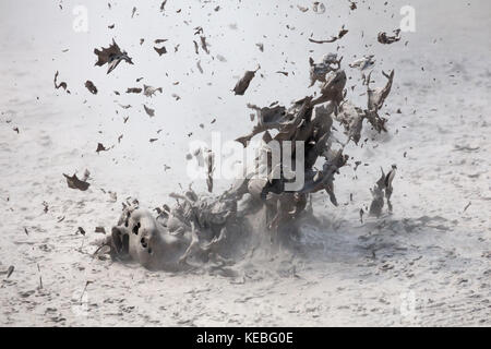 Eine explodierende heißen Schlammbad in Wai-o-Tapu Thermal Wonderland in der Nähe von Rotorua, Nordinsel von Neuseeland. Stockfoto