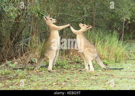 Ein Paar der männlichen östlichen grauen Känguruhs Sparring in einen Kaugummi Wald. Stockfoto