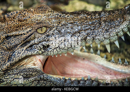 Extreme Nahaufnahme eines Salzwasser Krokodil (crocodylus porosus) Kopf enthüllt die Textur der Haut mit hervorstehenden Zähne. Borneo wildlife Stockfoto