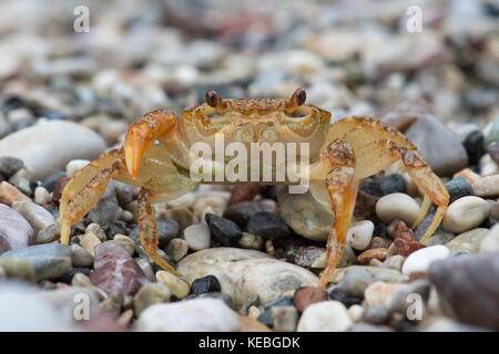 Süßwasser-Krebse (Potamon potamios) Stockfoto