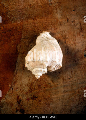 Shell von Geädert rapa Wellhornschnecken auf Braun cuper Hintergrund Stockfoto