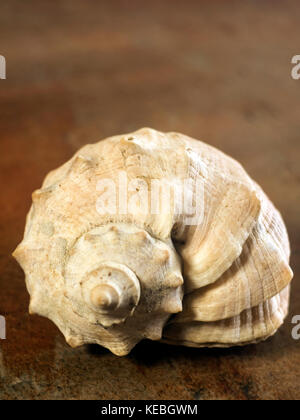 Shell von Geädert rapa Wellhornschnecken auf Braun cuper Hintergrund Stockfoto