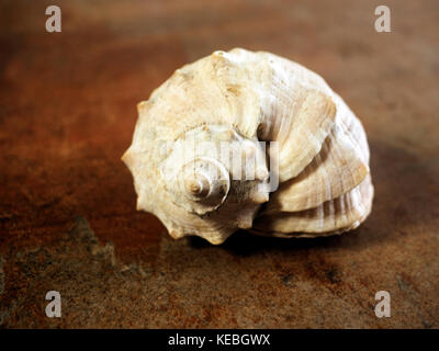 Shell von Geädert rapa Wellhornschnecken auf Braun cuper Hintergrund Stockfoto