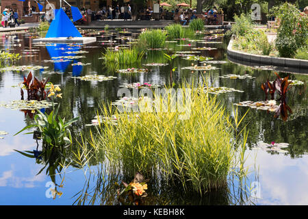 Seerosenteich, Botanischer Garten von Denver, Denver, Colorado, USA Stockfoto