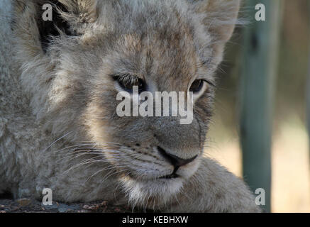 Müde lion Cub im Schatten Stockfoto