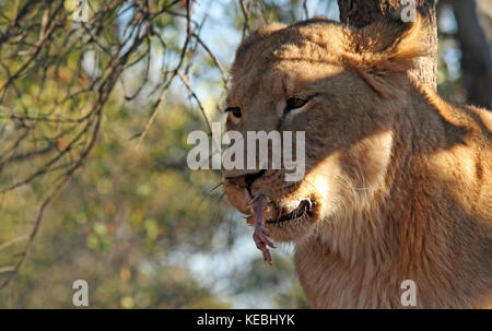 Lion in einem Baum verschlingende ein Huhn Stockfoto