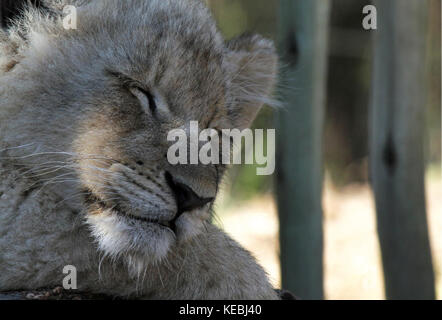 Müde lion Cub in Nationalpark in Südafrika Stockfoto