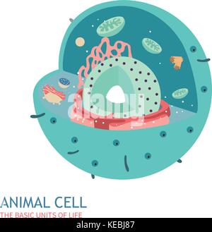 Tierischen Zelle Anatomie Struktur Vector Illustration Stock Vektor