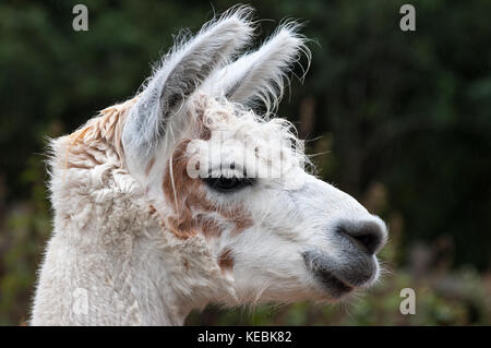 Kopf geschossen im Profil eines weißen Alpaca mit braun oder hellbraun Kennzeichnungen. Stockfoto