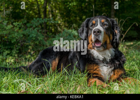 Berner Berghund genießt den schönen Tag Stockfoto