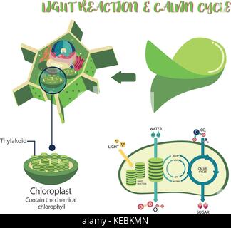 Die Photosynthese Pflanzenzelle Grafik Illustration vektor design Stock Vektor