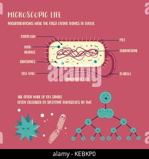 Mikroorganismen leben Infografik illustration Vektor Stock Vektor