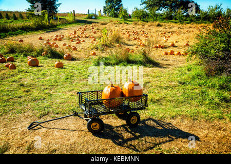 Zwei Kürbisse in einem Wagen an einem Pumpkin Patch Bauernhof im Staat New York eingestellt Stockfoto