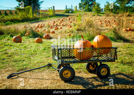 Zwei Kürbisse in einem Wagen an einem Pumpkin Patch Bauernhof im Staat New York eingestellt Stockfoto