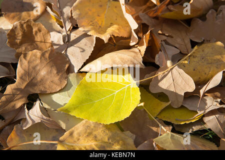 Ein gelbes Blatt, das im Herbst gegen andere gefallene Blätter auffällt Stockfoto