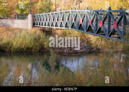 Beaver Lodge unter einer Fußgängerbrücke im Prince's Island Park Stockfoto