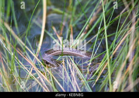 WESTERN Terrestrial Garter Snake (Thamnophis elegans) Schwimmen in einer natürlichen heißen Quelle auf Sulphur Mountain im Banff National Park Stockfoto