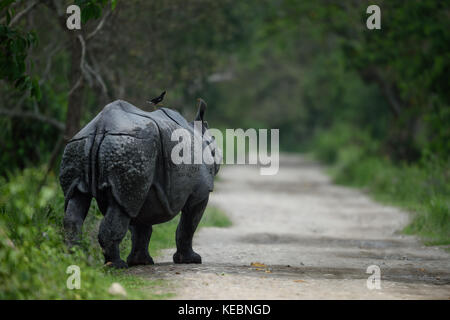 Eine gehörnte Rhino an Kaziranga National Park, Assam Indien Stockfoto