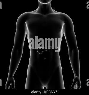 Pankreas, internen Organ, menschlichen Körper Stockfoto