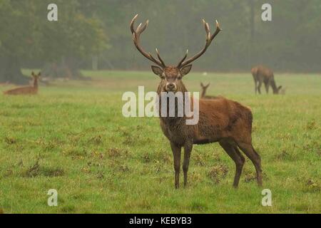 London, Großbritannien, 19. Okt 2017. Hirsch auf einem nebligen Morgen während der Brunftzeit in Windsor Geat Park. Es ist eine Herde von rund 500 Rotwild innerhalb der Deer Park Gehäuse, die frei herumlaufen. Durch den Herzog von Edinburgh, die Herde sind alle DECENDENTS von 40 Hirschkühe und zwei Hirsche, die 1979 eingeführt wurden. : Credit claire Doherty Alamy/Live-Nachrichten. Stockfoto