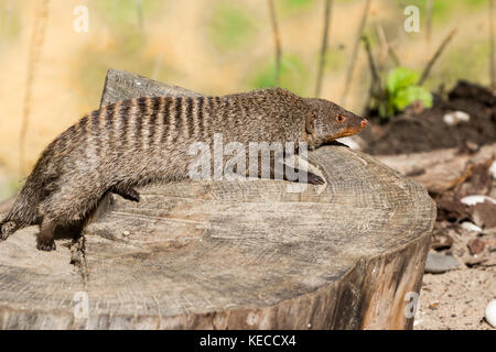 Die striped Mongoose ruht auf einem Baumstumpf in Ruaha Nationalpark, Iringa, Tansania Stockfoto