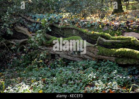 Gnarledly alten Stamm liegt im Wald mit vielen Pflanzen werden auf dem Boden bewachsen Stockfoto