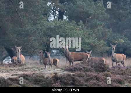 Gruppe von Rotwild während der Brunftzeit in Pinienwald mit Heidekraut, Veluwe, Niederlande, 9. Oktober 2017 Stockfoto