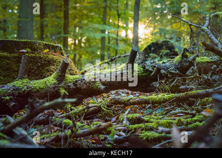 Gefallenen Baum von Moos in einer Sonnenstrahlen fallen Flares. Herbst Wald Stockfoto