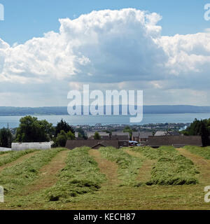 Schnitt Grassilage In Gebieten über Carrickfergus Stockfoto