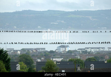 Stare auf Telegrafendrähten, Carrickfergus, Nordirland. Stockfoto