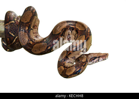 Kaiser Boa (Boa constrictor Imperator) auf die weiße isoliert Stockfoto