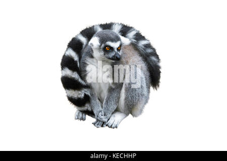 Ring-tailed Lemur (Lemur catta) auf die weiße isoliert Stockfoto