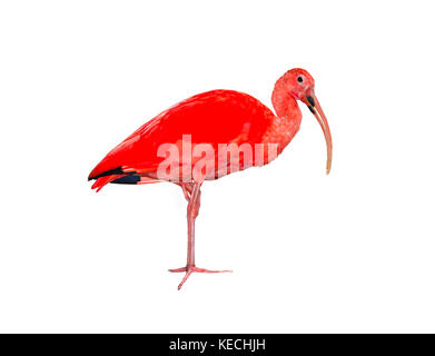 Scarlet Ibis (Eudocimus ruber) auf die weiße isoliert Stockfoto