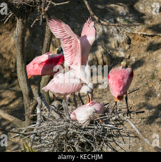 Die Roseate Löffler Familie im Nest Stockfoto